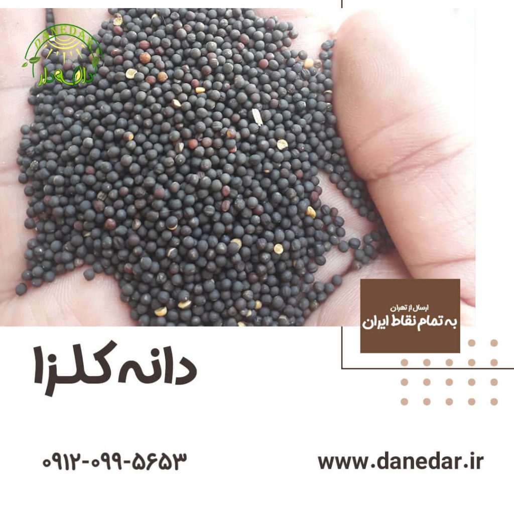 دانه کلزا فروش عمده و تناژ - بازرگانی دانه دار